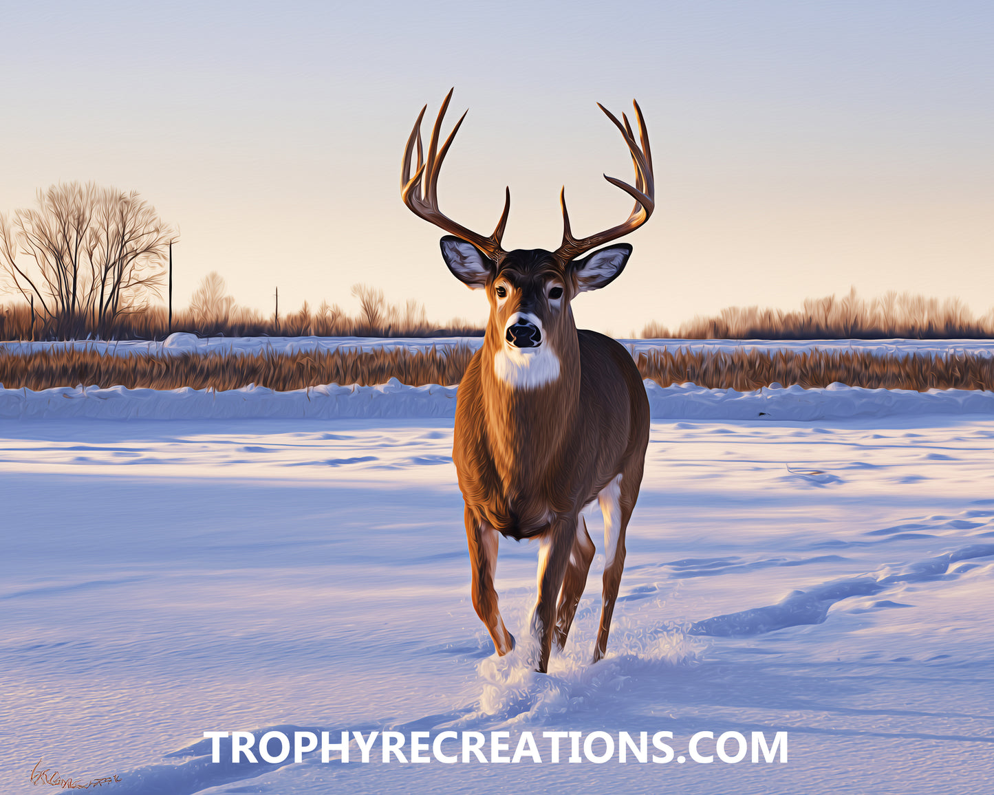 #7 Whitetail Deer