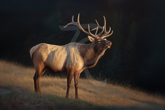 #10 Elk