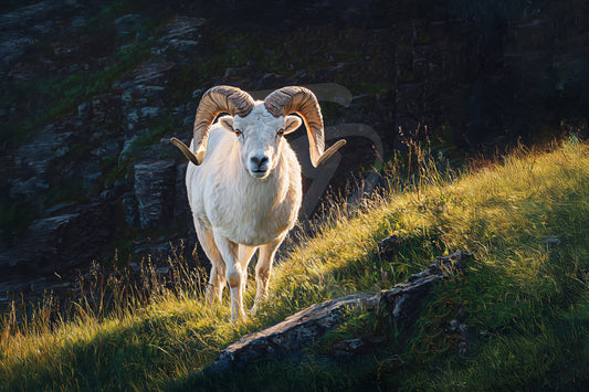 #11 Dall Sheep
