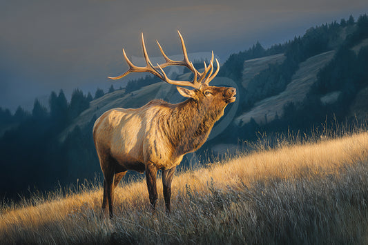 #11 Elk