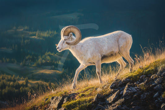 #13 Dall Sheep