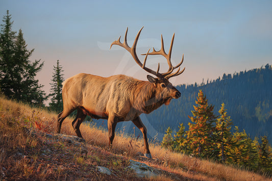 #13 Elk