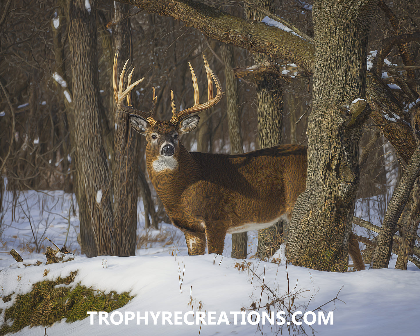 #14 Whitetail Deer