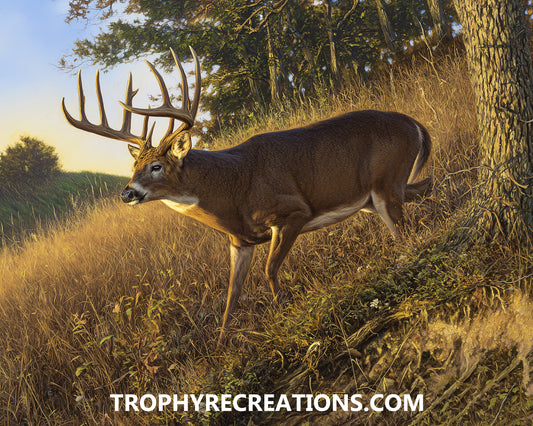 #17 Whitetail Deer