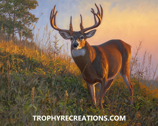 #18 Whitetail Deer