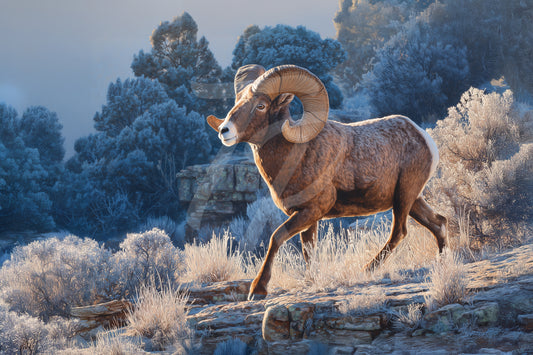 #1 Bighorn Sheep