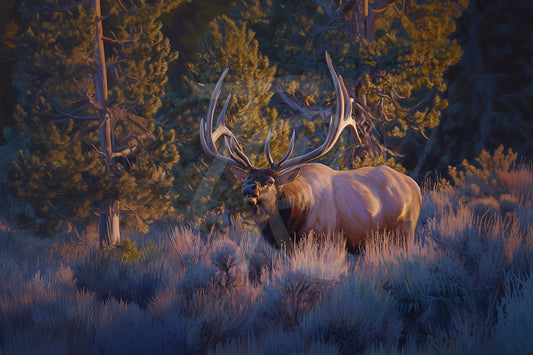 #1 Elk