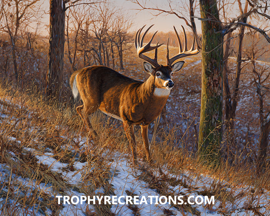 #23 Whitetail Deer
