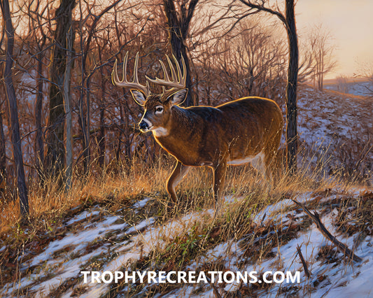 #27 Whitetail Deer