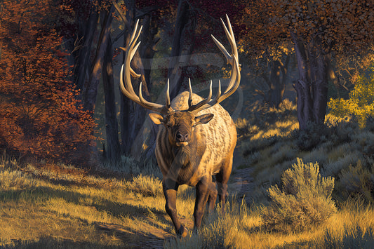 #2 Elk