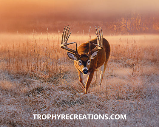 #30 Whitetail Deer