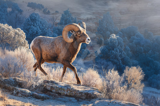 #4 Bighorn Sheep