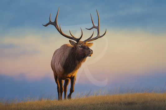 #4 Elk