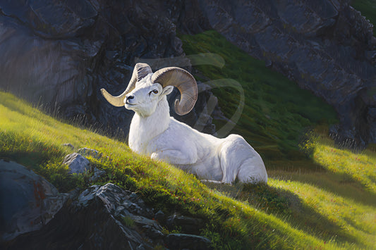 #5 Dall Sheep