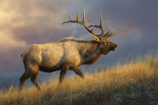 #6 Elk
