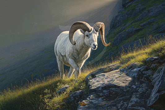 #7 Dall Sheep