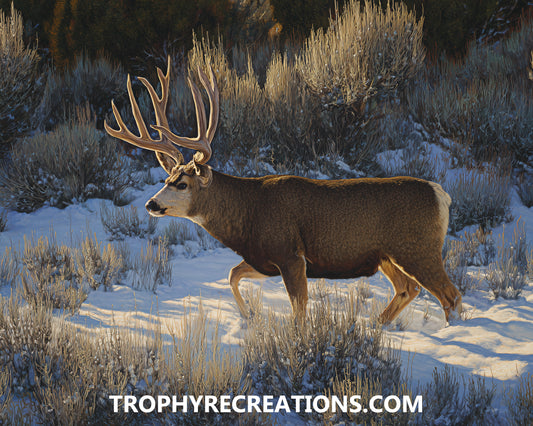 #7 Mule Deer
