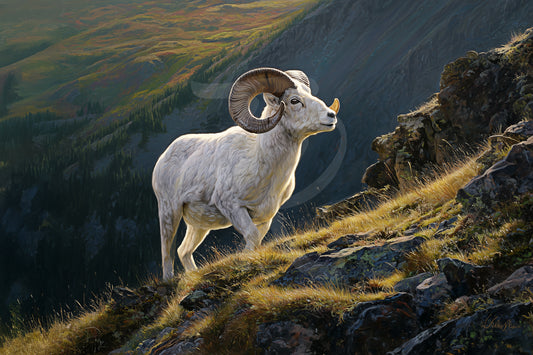 #9 Dall Sheep