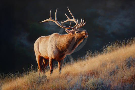 #9 Elk