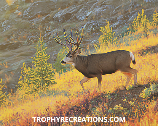 #9 Mule Deer